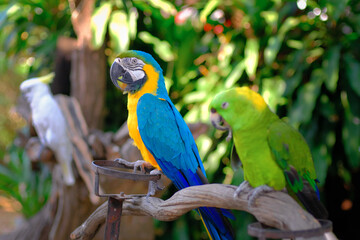 beautiful macaw parrot
