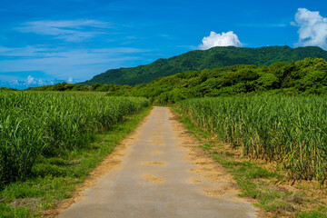 Fototapeta na wymiar 沖縄県石垣島の風景 Ishigaki Okinawa