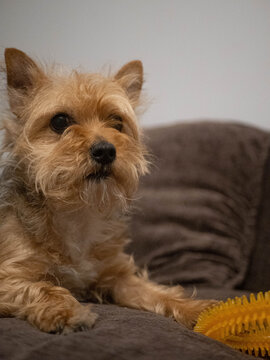 Dog looking in the distence 