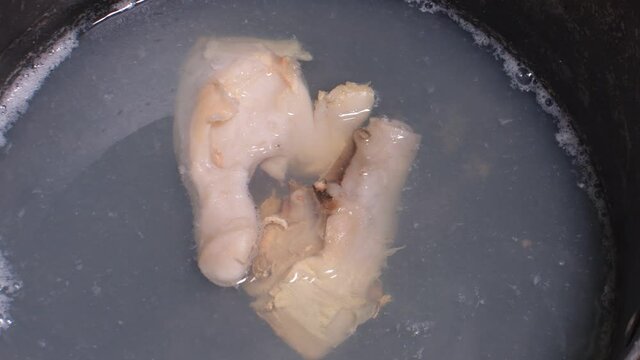 Queen Conch  Lobatus gigas TAKING BOILER COOKING