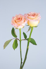 분홍생의 장미꽃