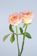 분홍생의 장미꽃