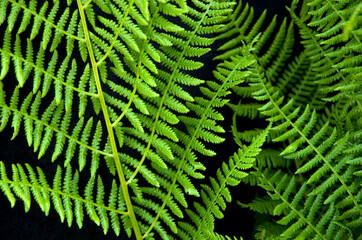 Close View of Green Ferns on Black Background