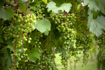 Frontenac Grapes for Ontario Wines