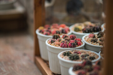 Cactus plant in flowerpots