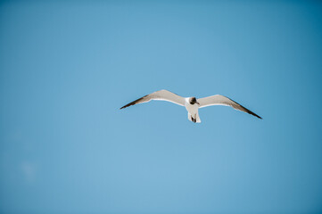 Seagull in Flight
