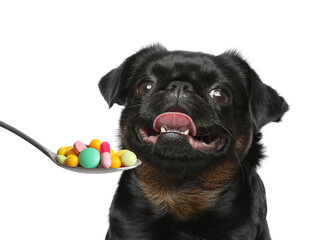 Adorable black Petit Brabancon dog and spoon full of different pills on white background. Vitamins for animal