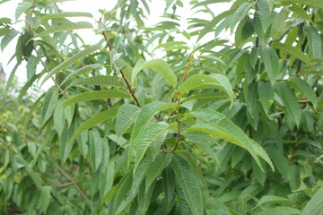 Obraz premium 밤나무와 열매