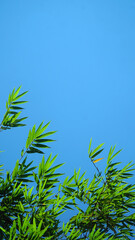 Fototapeta na wymiar Bamboo leaves with blue sky background, there is space for your text design
