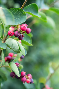 Shadberry berries on a bush in the garden, at sunny day. Close-up organic, ripe berries on the branch of amelanchier canadensis tree, selective focus. 