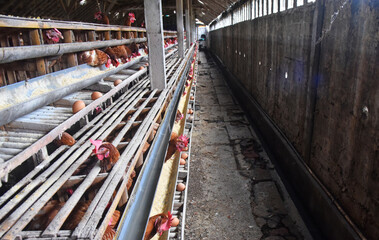 Chicken Farm with many healty chicken and fresh eggs
