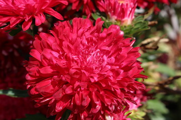 closeup of red chrysanthemum represents happiness, hope and commonly use in festival design. 