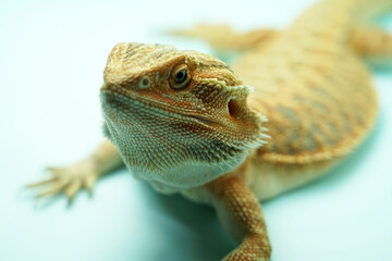 Orange Bearded Dragon