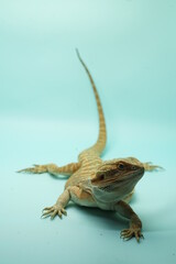 Orange Bearded Dragon