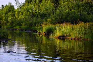 On a summer evening on the river, where tall green grass grows. Silence around. 