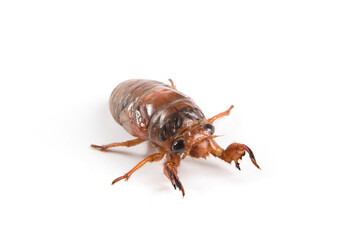larva cicada moving on white background