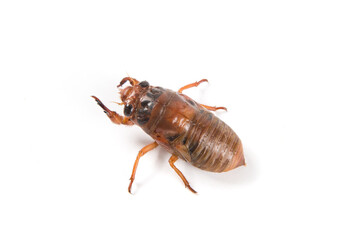 larva cicada moving on white background