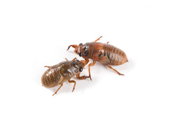 larva cicada moving on white background