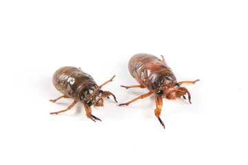 larva cicada moving on white background