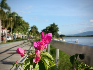 flowers on the beach