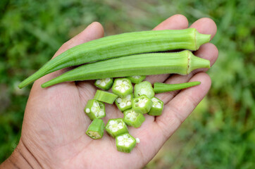 closeup the bunch ripe green sliced ladyfinger hold hand over out of focus green brown background.