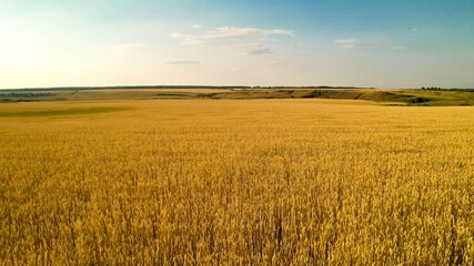 Wheat field at sunset. The harvest season. Agricultural industry.