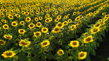 Obraz premium A field with sunflowers from a low height at sunset. Sunflowers are blooming.