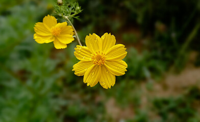 Yellow cosmos flower in the garden.