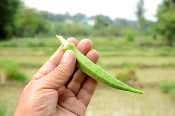 closeup the ripe green ladyfinger hold hand over out of focus green brown background.