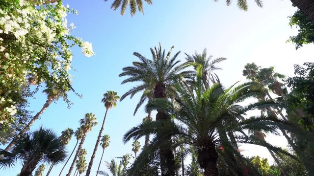 POV ground view of high palm trees in a blue sky while walking in an oasis
