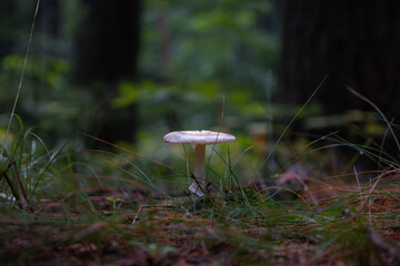 Mushroom on forest floor