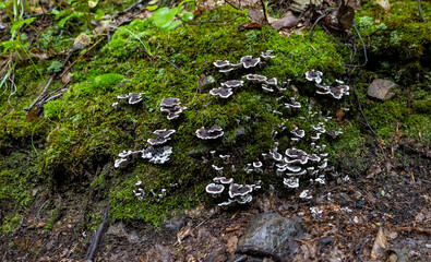 Mushrooms and moss on rocks