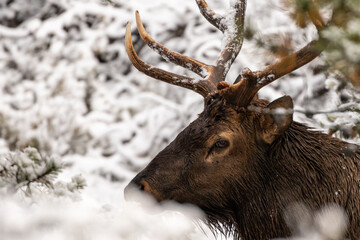 Big Bull in snow covered trees, close up portrait.