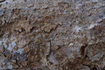 Natural weathered old dark brown texture background. Wooden board texture background.