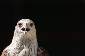 Hawk, Hawk eyes, red wing color hawk, Brahminy Kite is Flying Predators and powerful hawk that use to control other bird in farmer, biological control
