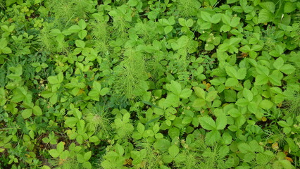 Blooming strawberries in the daytime in the forest