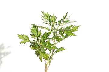 흰색 배경의 쑥