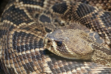 Beautiful patterns of Eastern Diamondback Rattlesnake