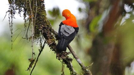 Male Andean cock-of-the-rock (Rupicola peruvianus) perched in a tree, in a lek near El Reventador Volcano, Napo Province, Ecuador