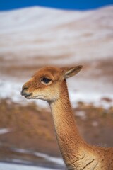 Portrait of a Vicuña