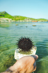 black sea urchin with long needles in the hand of a man on the background of the sea. healthy...