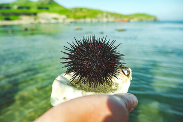 black sea urchin with long needles in the hand of a man on the background of the sea. healthy...