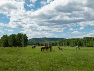 horses on a meadow