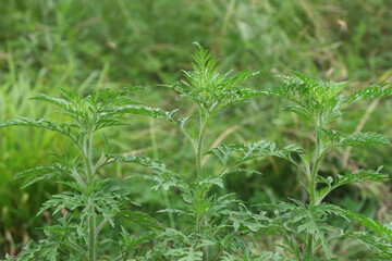 Fluffy bushes of young ragweed growing along the road. Ragweed pollen during flowering causes allergies.