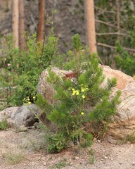 A Little Pine Tree and Yellow Flowers in Yellowstone National Park