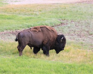 A Buffalo in Yellowstone National Park in Wyoming