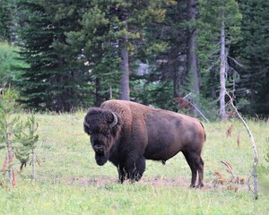 A Buffalo in Yellowstone National Park in Wyoming