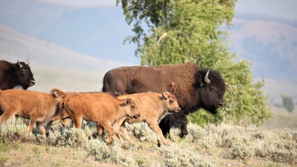 Buffalo Running in Lamar Valley in Yellowstone National Park