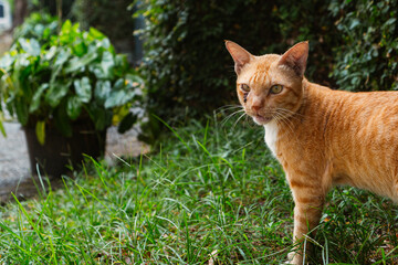 Cat in the garden