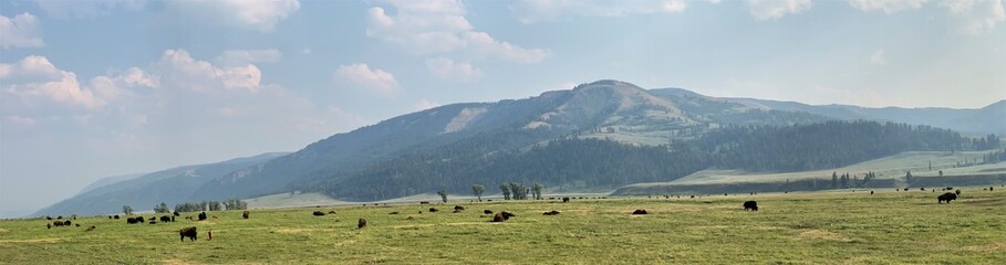 Panorama of the Buffalo Herd in Lamar Valley in Yellowstone National Park